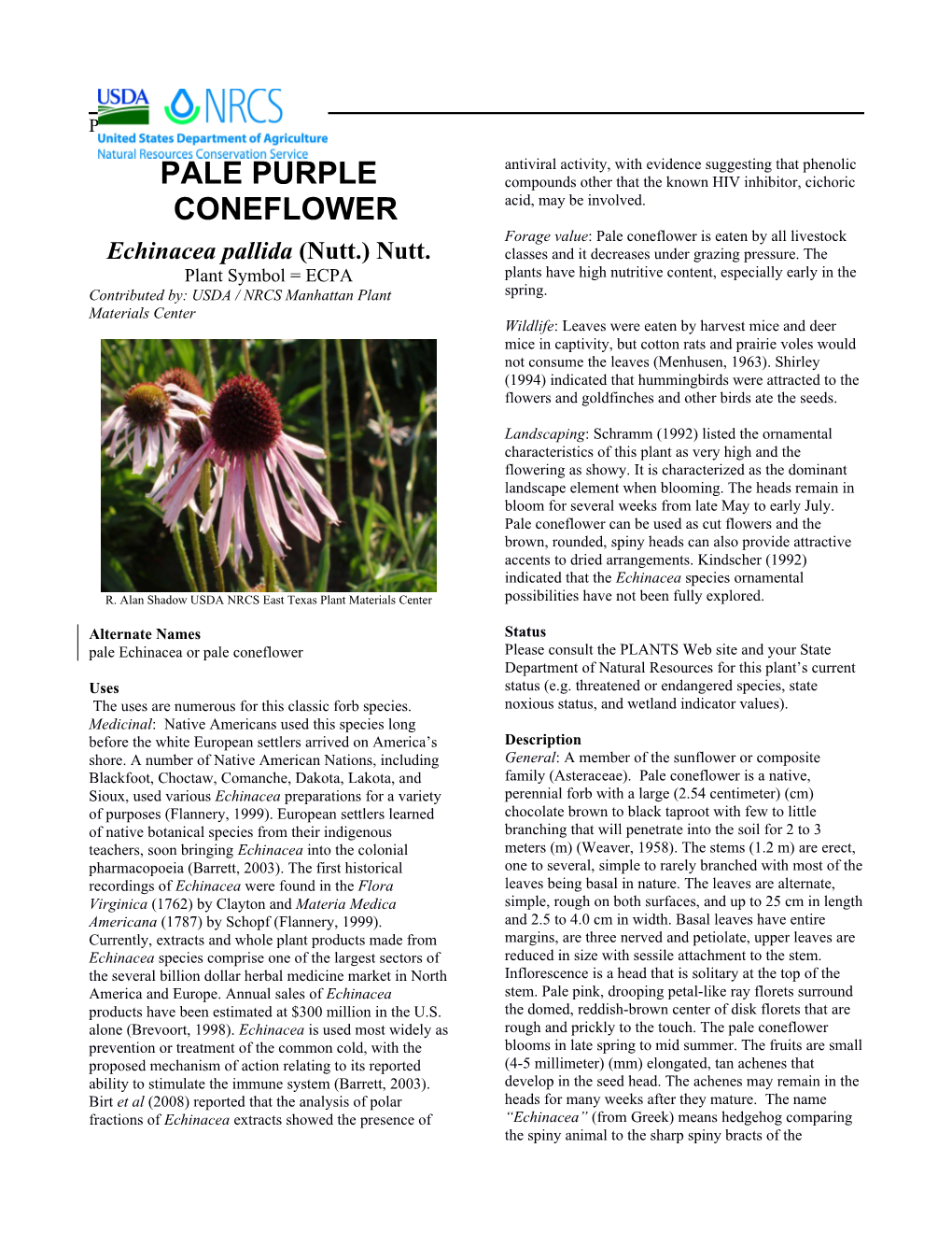 Pale Purple Coneflower Plant Guide