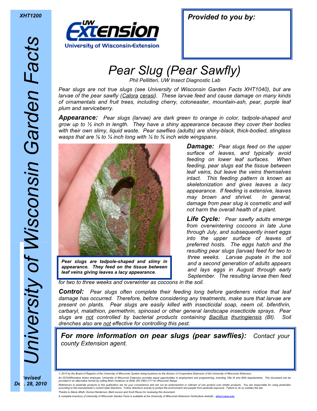 Pear Slug (Pear Sawfly)