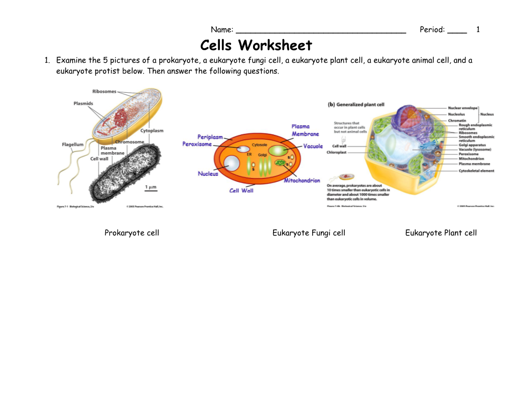 Prokaryote Cell Eukaryote Fungi Celleukaryote Plant Cell