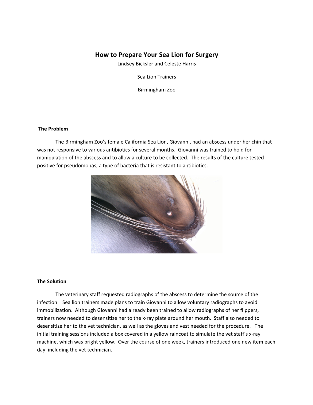 How to Prepare Your Sea Lion for Surgery