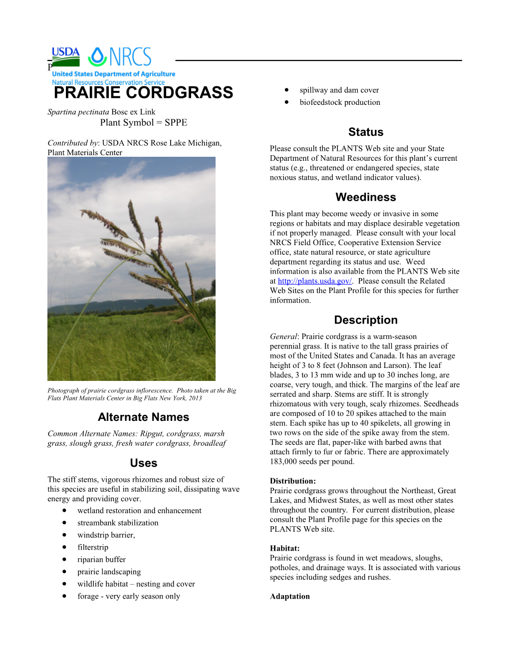 Prairie Cordgrass Plant Guide