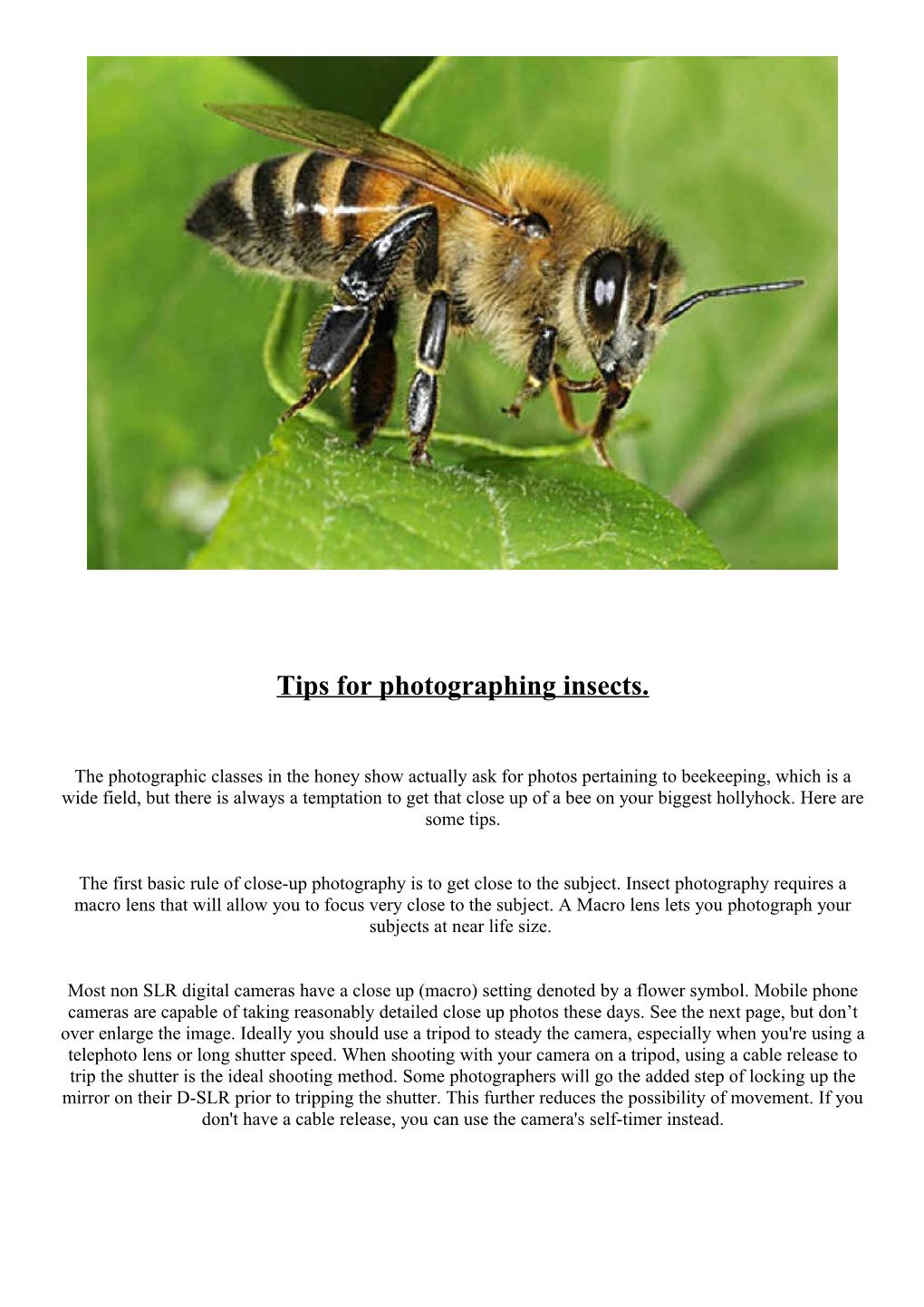 Tips for Photographing Insects