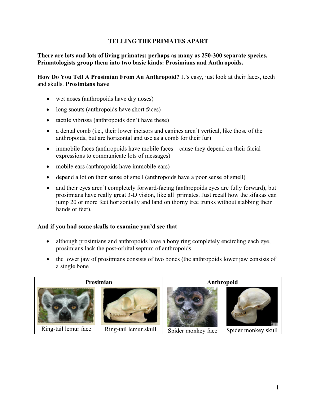 There Are Lots and Lots of Living Primates: Perhaps As Many As 250-300 Separate Species