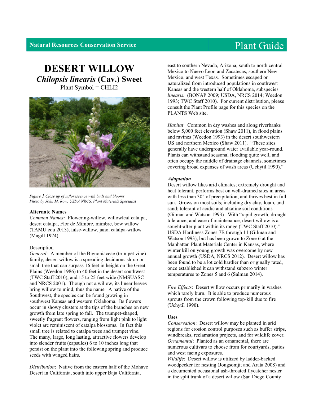 Desert Willow (Chilopsis Linearis) Plant Guide