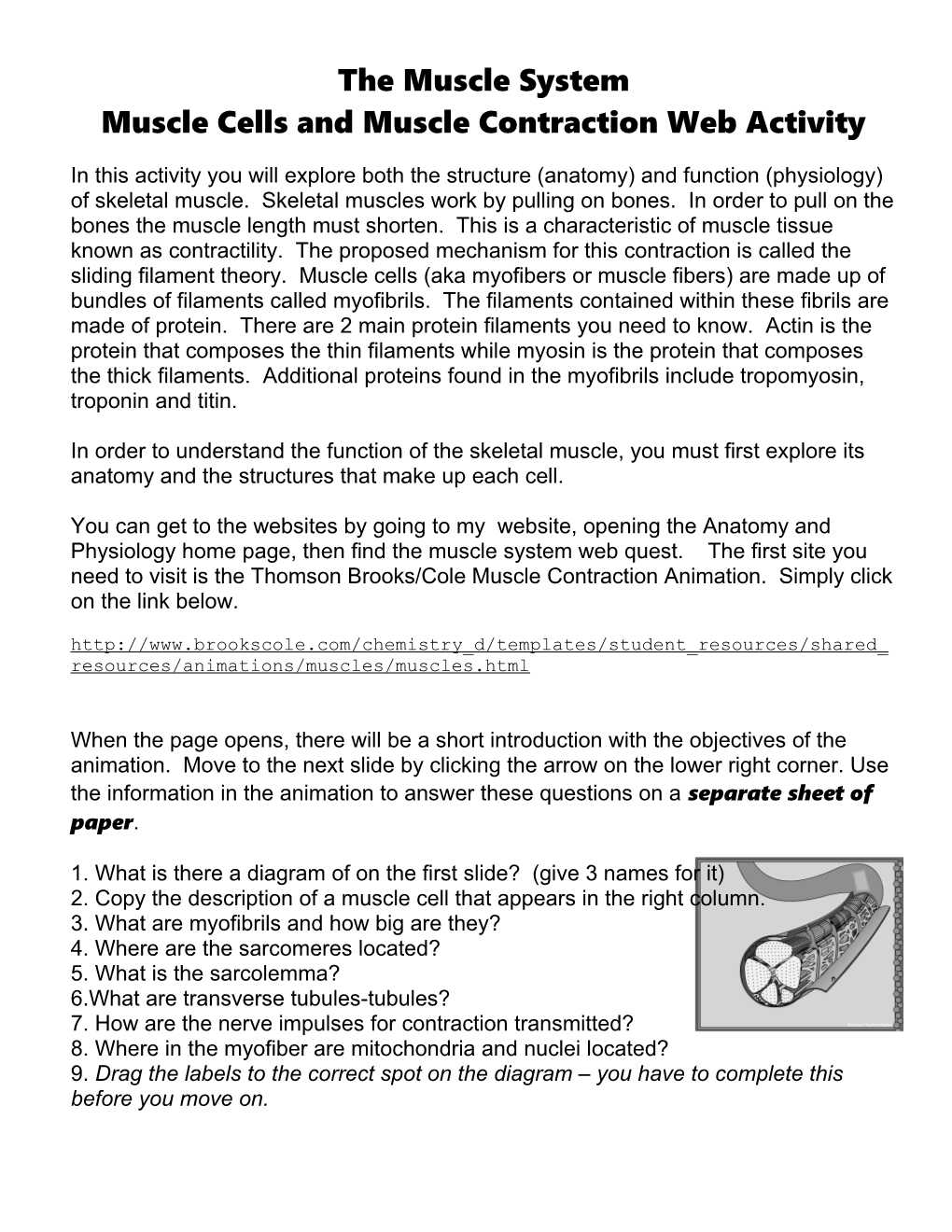 The Muscle System