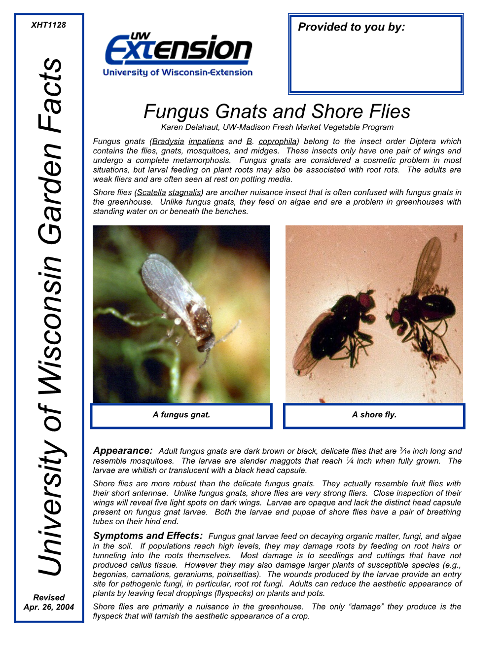 Fungus Gnats and Shore Flies