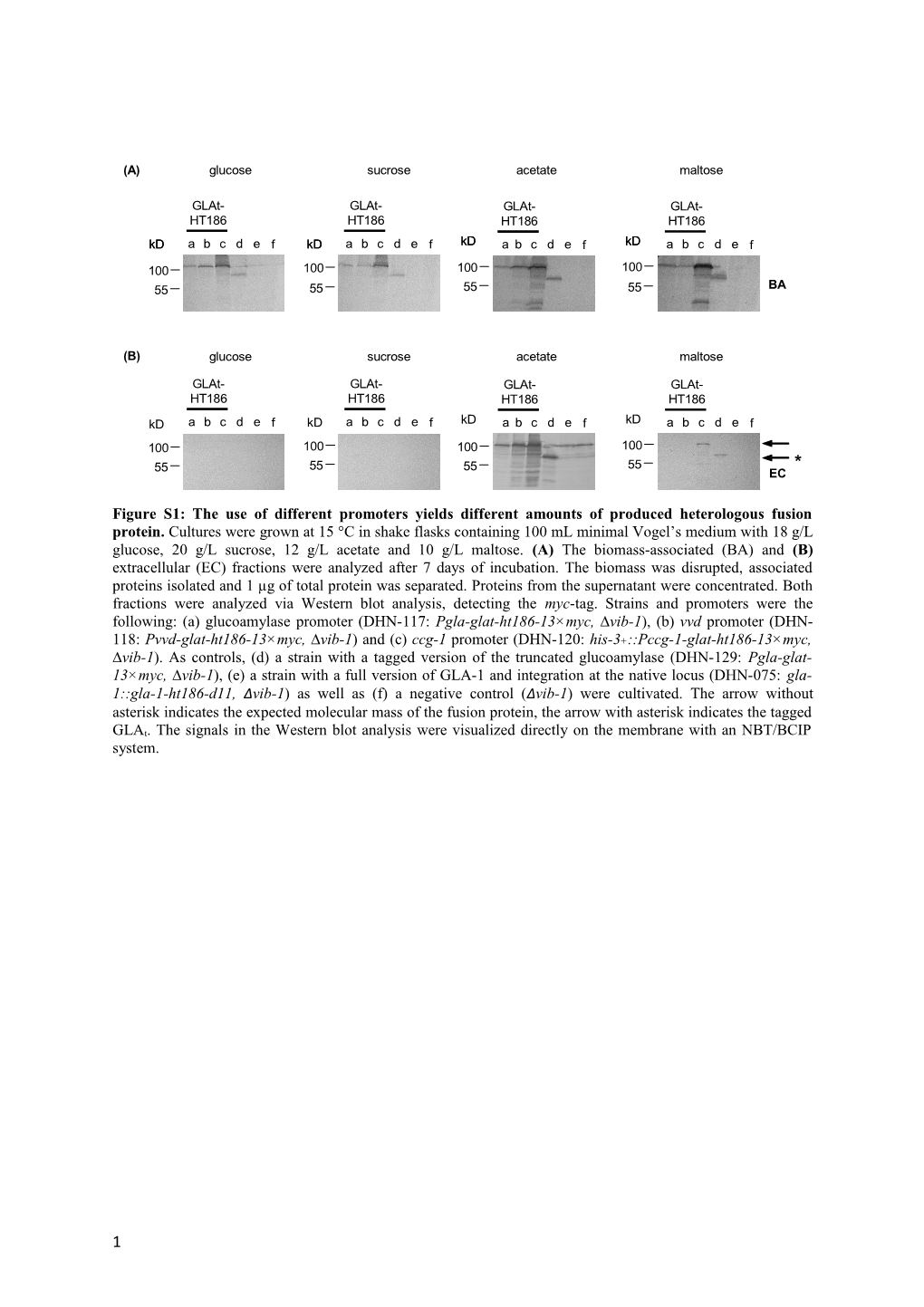 Figure S1: the Use of Different Promoters Yields Different Amounts of Produced Heterologous