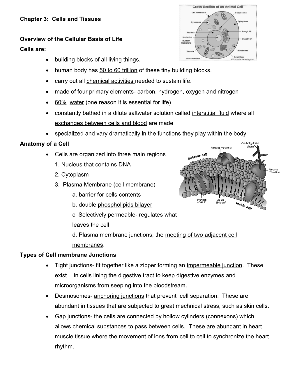 Chapter 3: Cells and Tissues