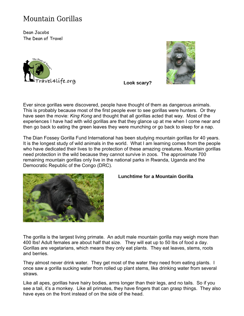 Mountain Gorillas