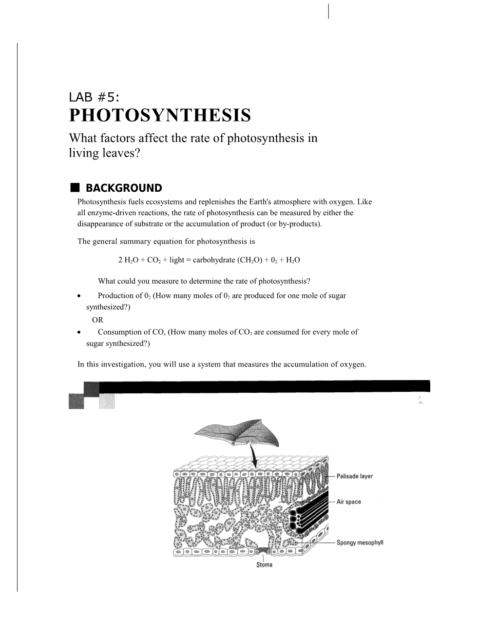 What Factors Affect the Rate of Photosynthesis in Living Leaves?