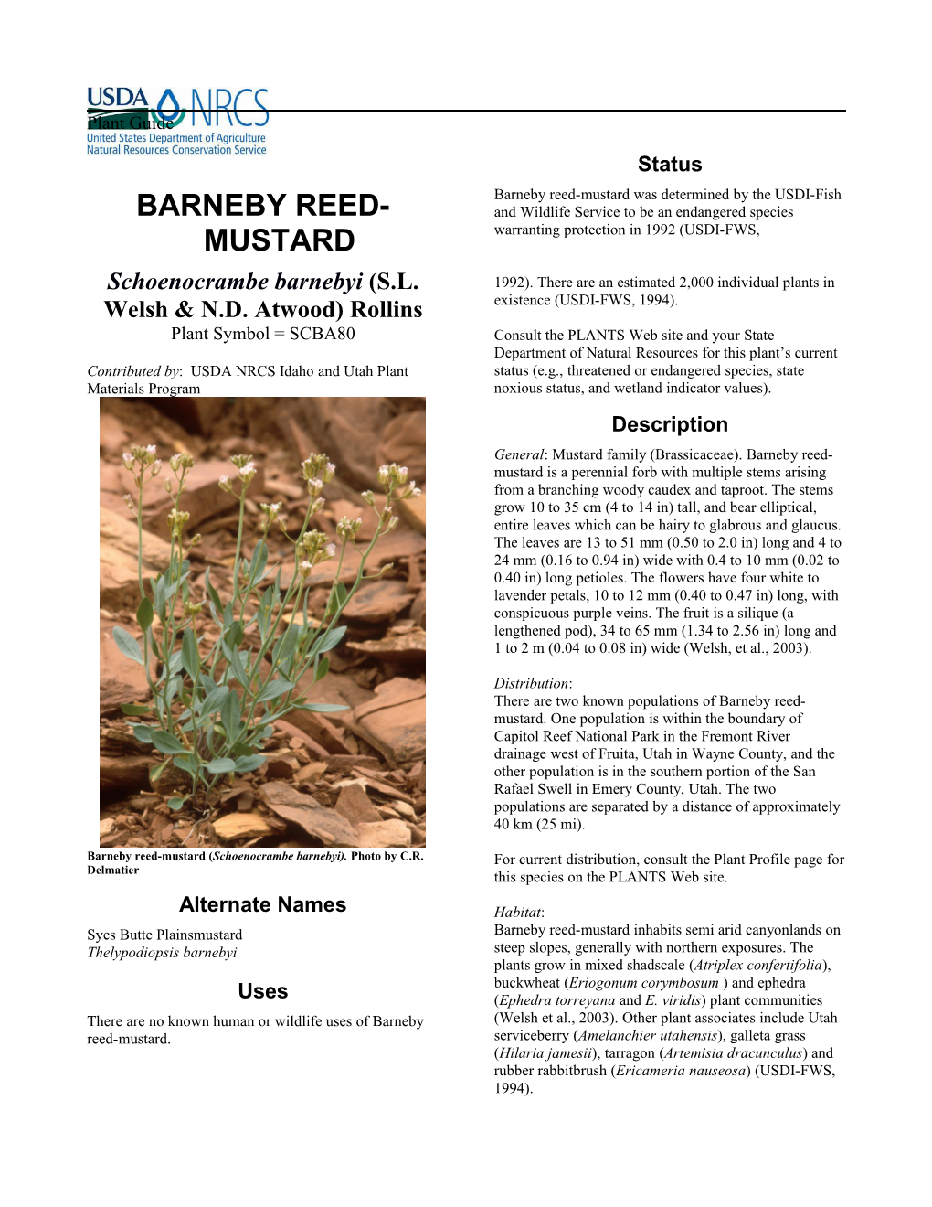 Plant Guide for Barneby Reed-Mustard (Schoenocrambe Barnebyi)