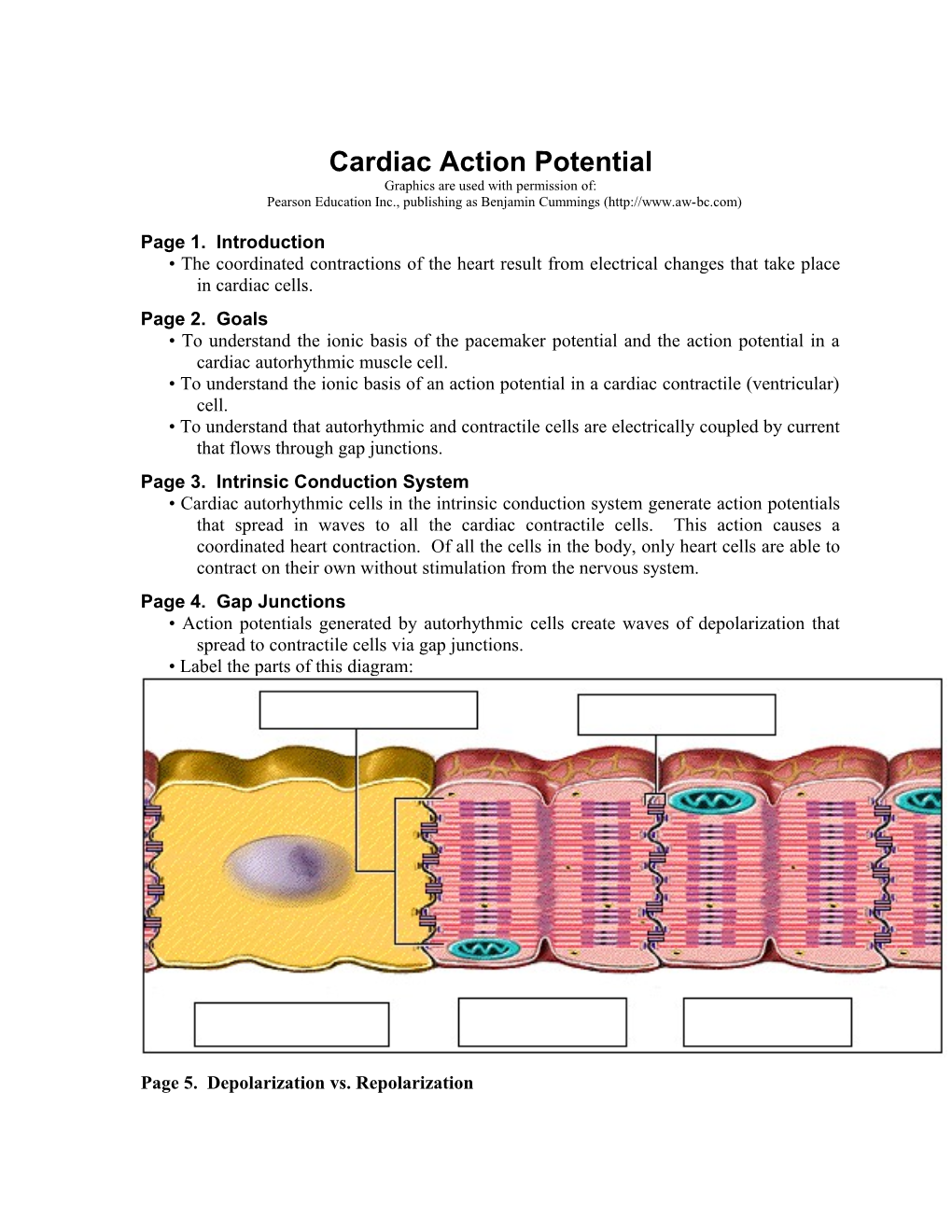 Cardiac Action Potential
