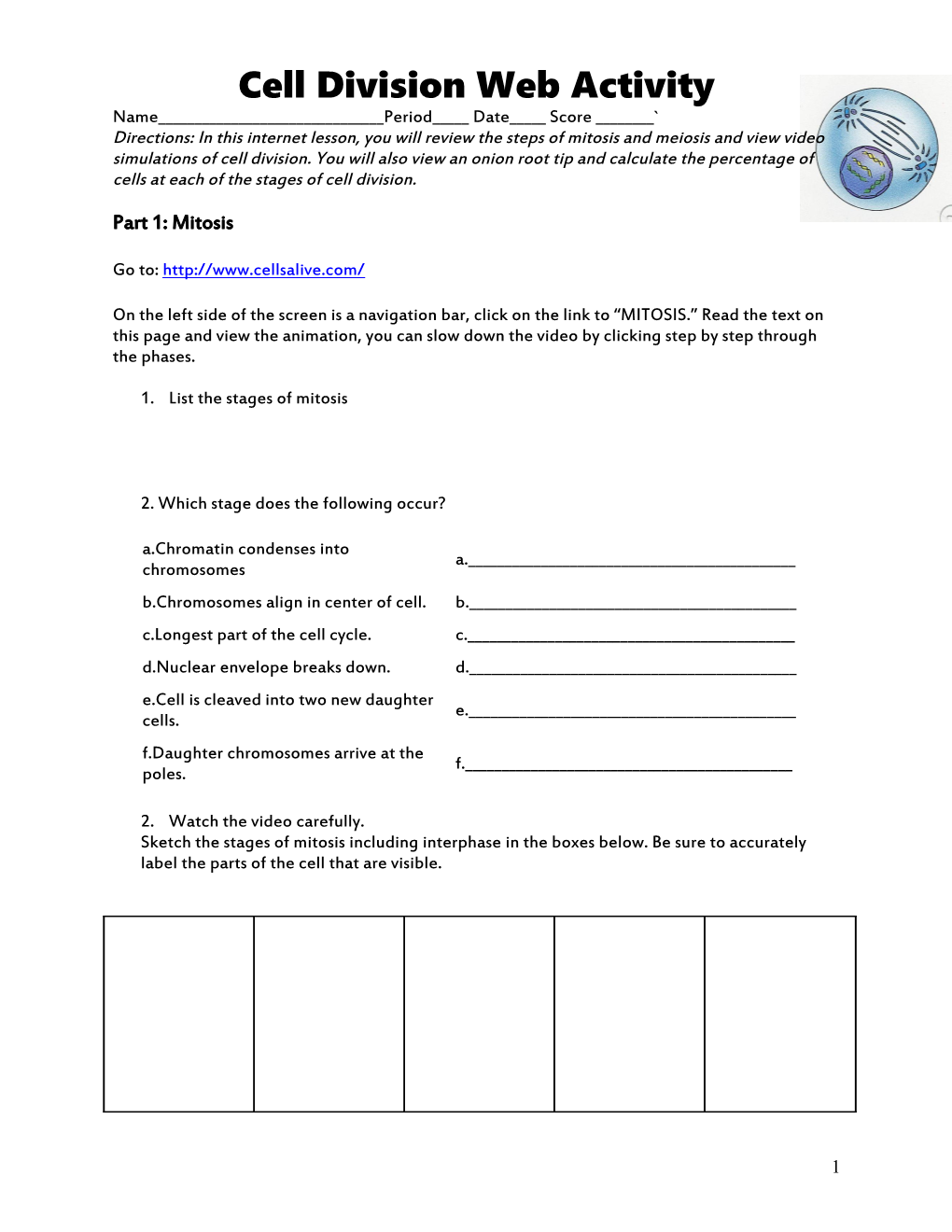 Cell Division Web Activity