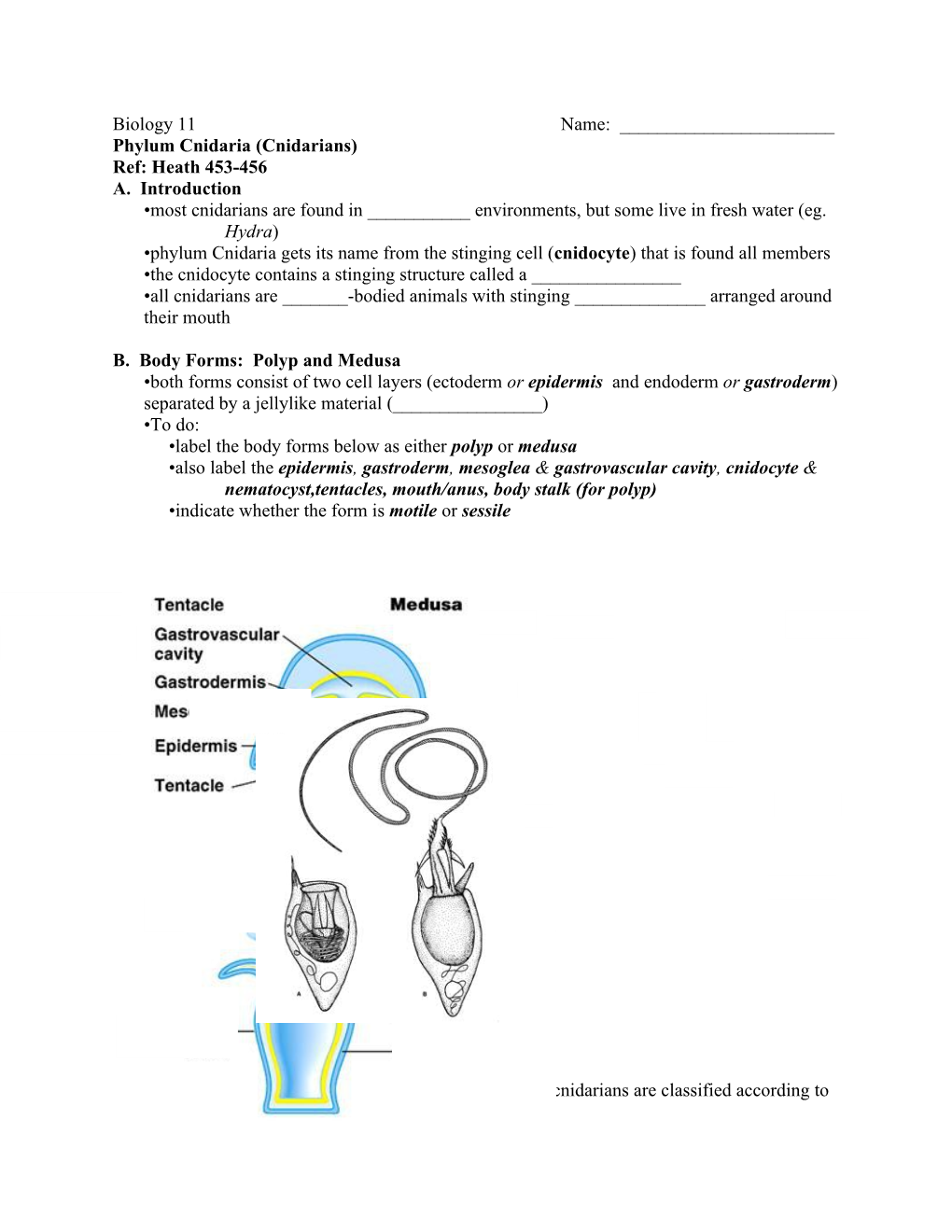 Phylum Cnidaria (Cnidarians)