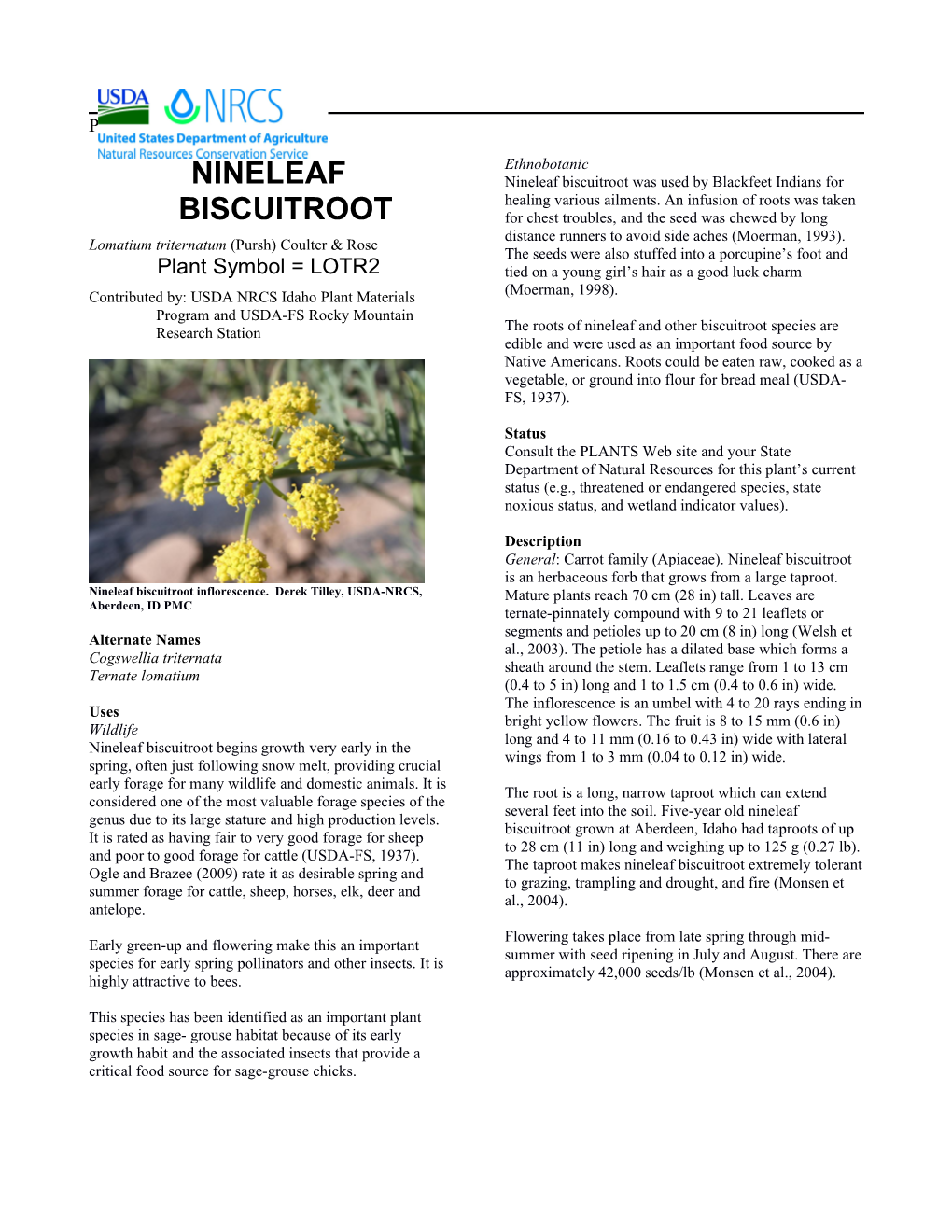 Nineleaf Biscuitroot (Lomatium Triternatum)