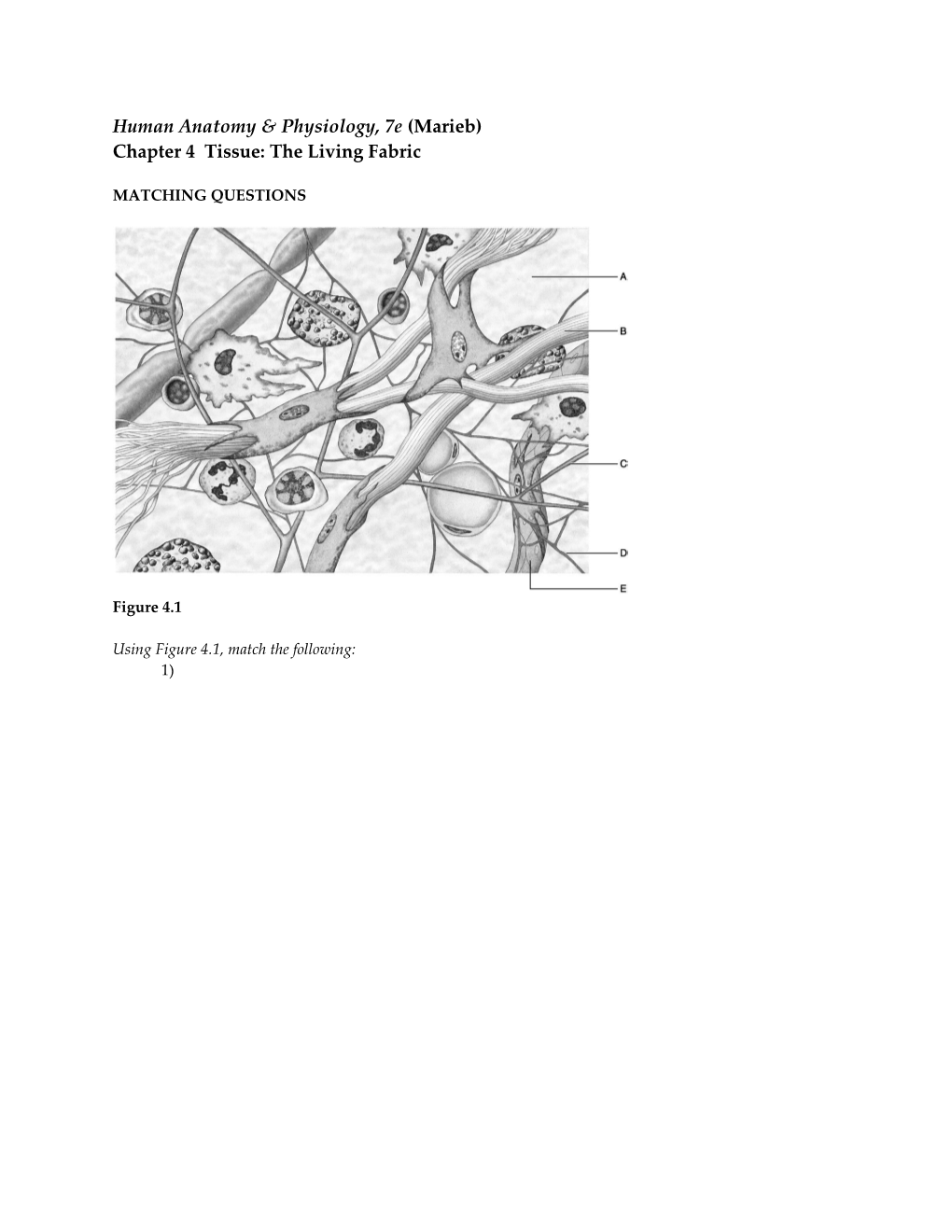 Human Anatomy & Physiology, 7E (Marieb)