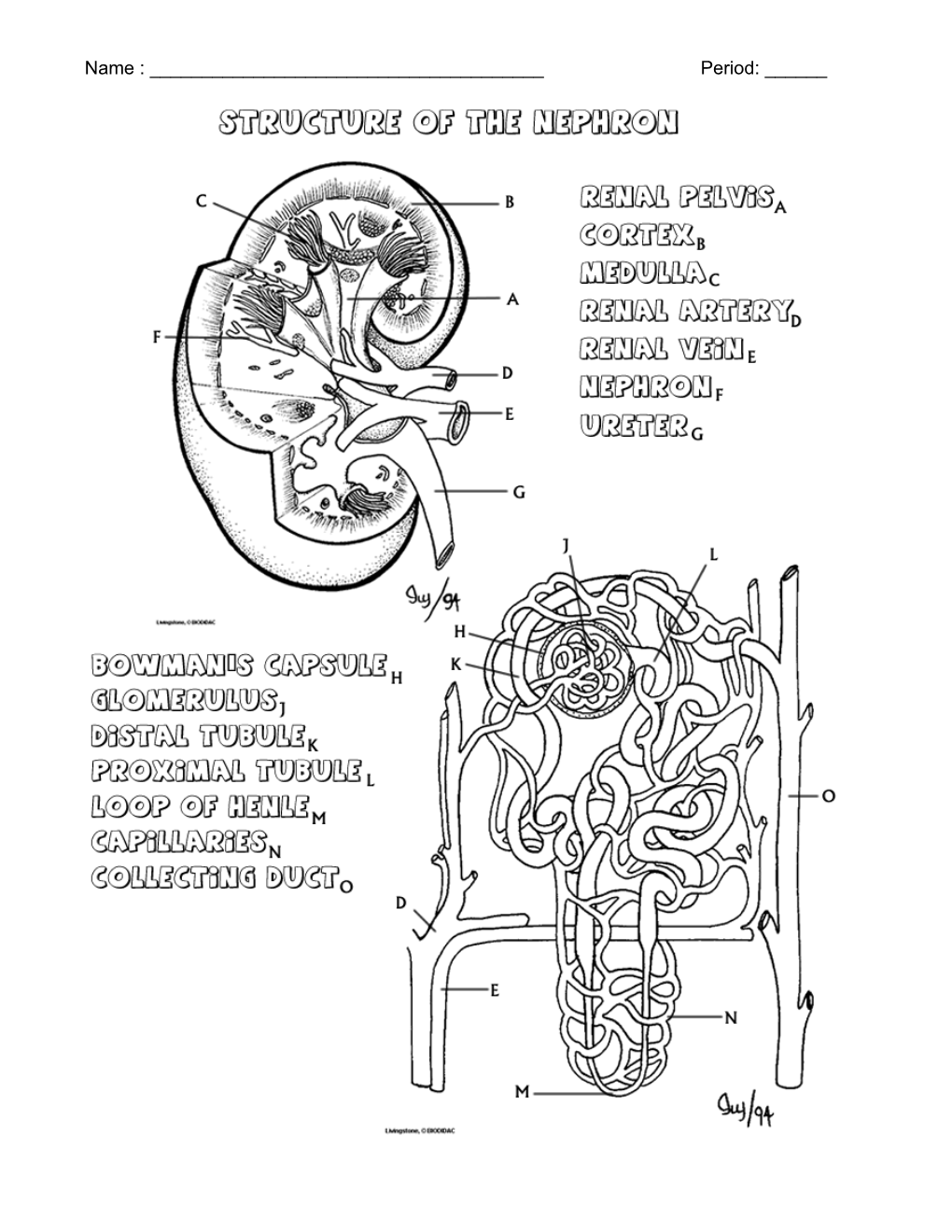 How the Kidney Works