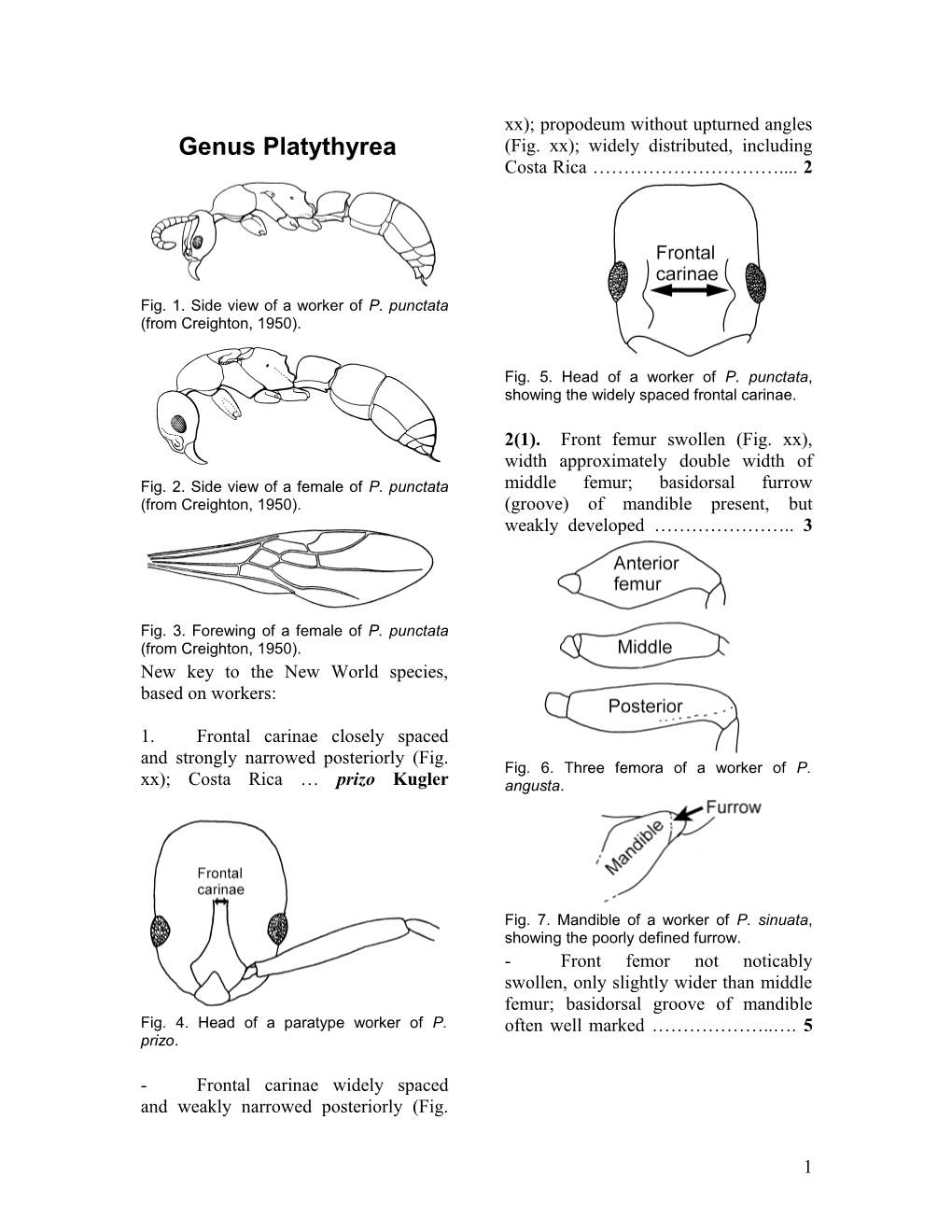 Key to New World Platythyrea Species