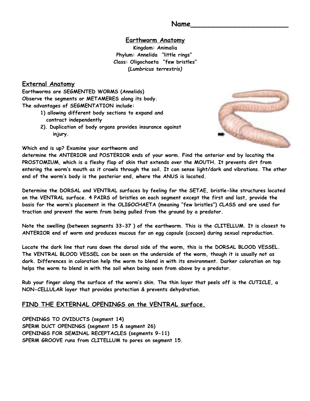 Earthwormanatomy Kingdom: Animalia Phylum: Annelida Little Rings Class: Oligochaeta Few