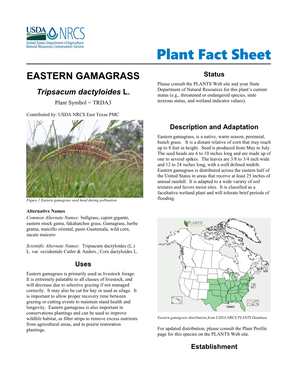 Plant Fact Sheet Eastern Gamagrass (Tripsacum Dactyloides)