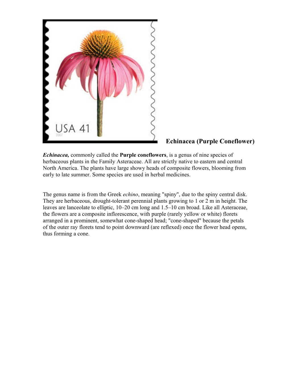 Echinacea (Purple Coneflower)