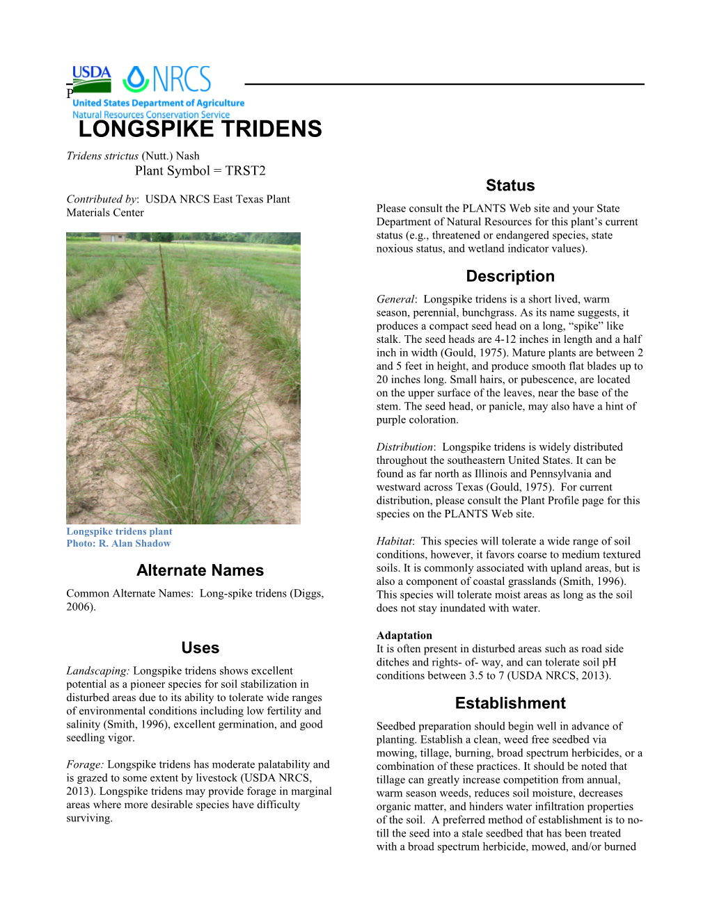 Longspike Tridens (Tridens Strictus) Plant Guide