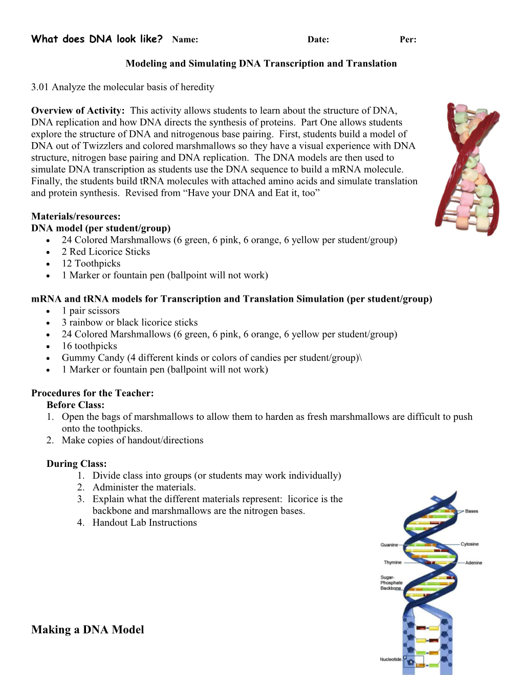 Modeling and Simulating DNA Transcription and Translation