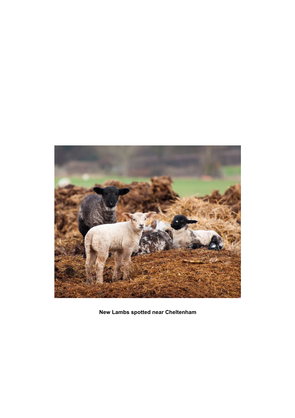 New Lambs Spotted Near Cheltenham