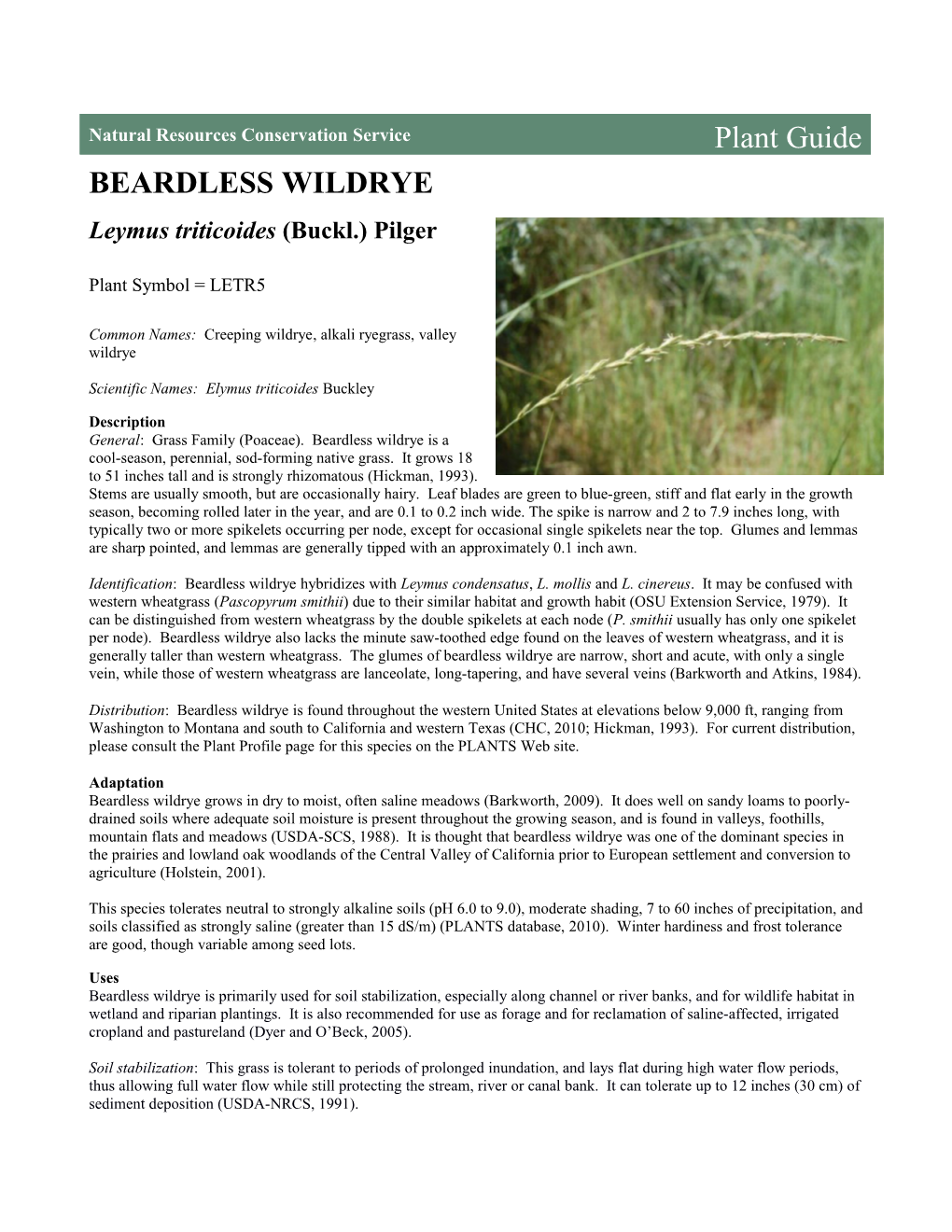 Beardless Wildrye (Leymus Triticoides) Plant Guide