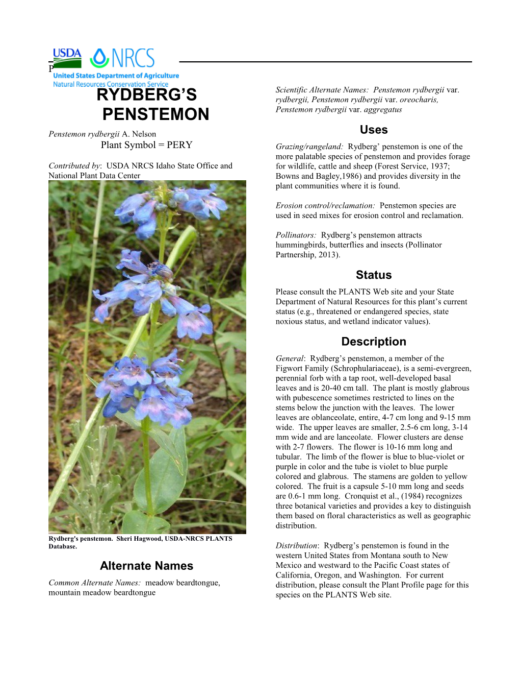 Plant Guide for Rydberg's Penstemon (Penstemon Rydbergii)