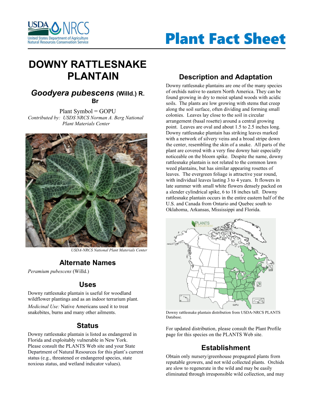 Downy Rattlesnake Plantain (Goodyera Pubescens) Plant Fact Sheet
