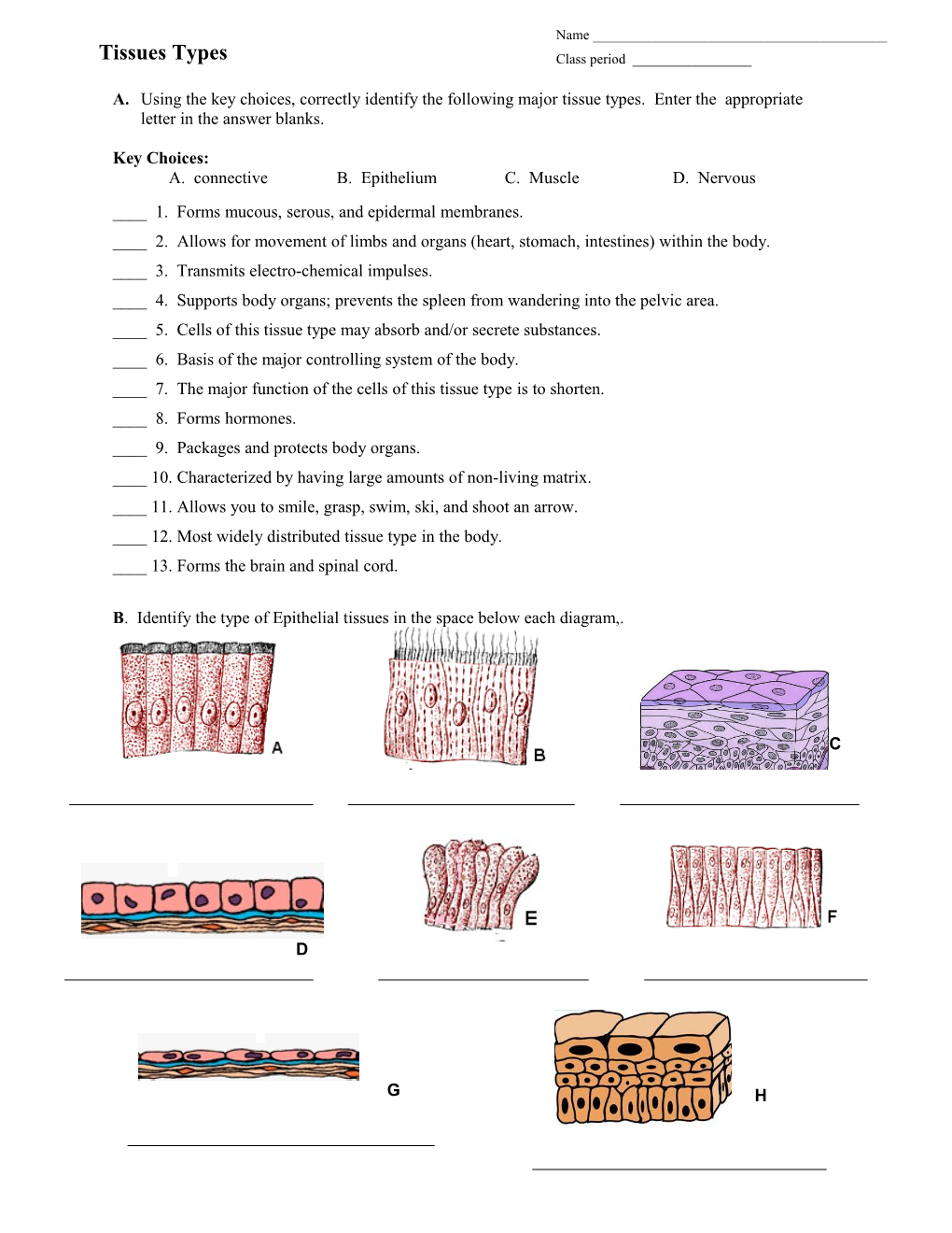 A. Connectiveb. Epitheliumc. Muscled. Nervous