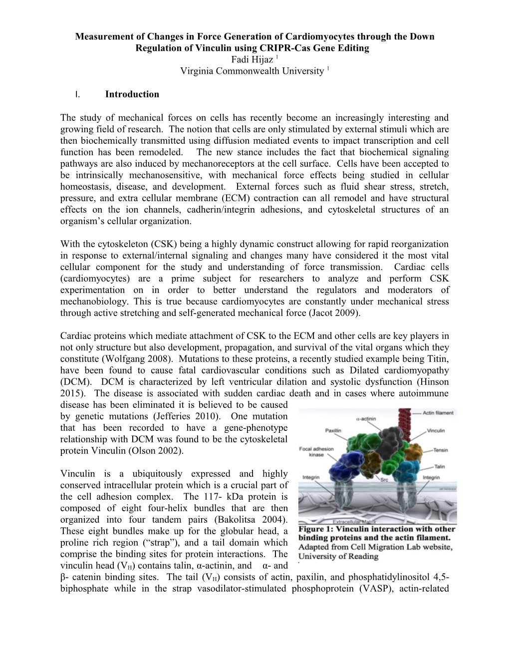 Measurement of Changes in Force Generation of Cardiomyocytes Through the Down Regulation