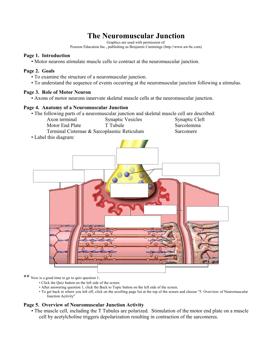 The Neuromuscular Junction