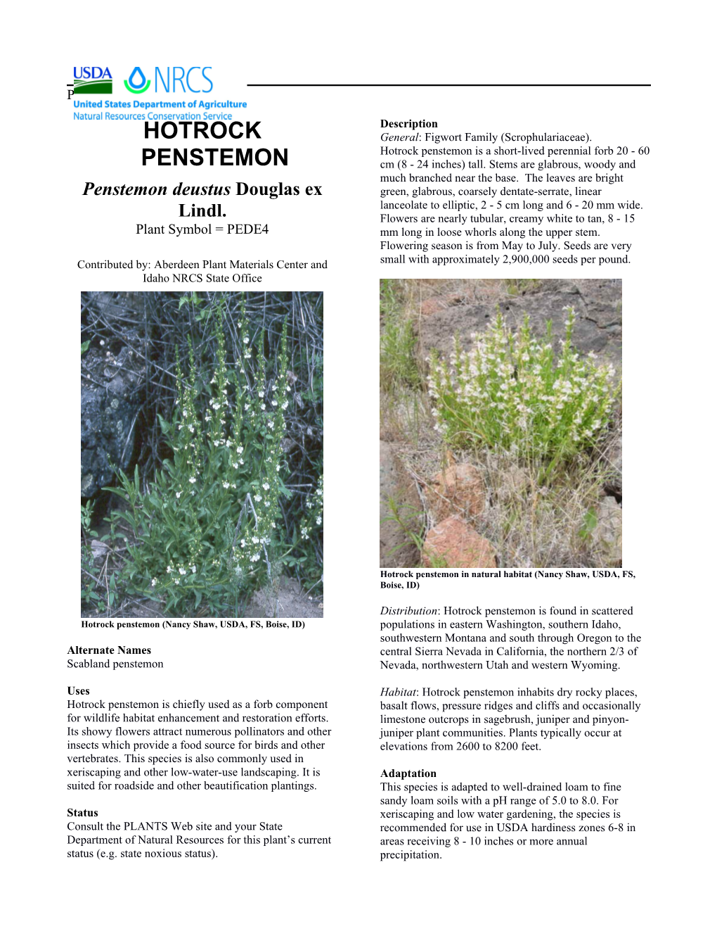 Hotrock Penstemon Plant Guide