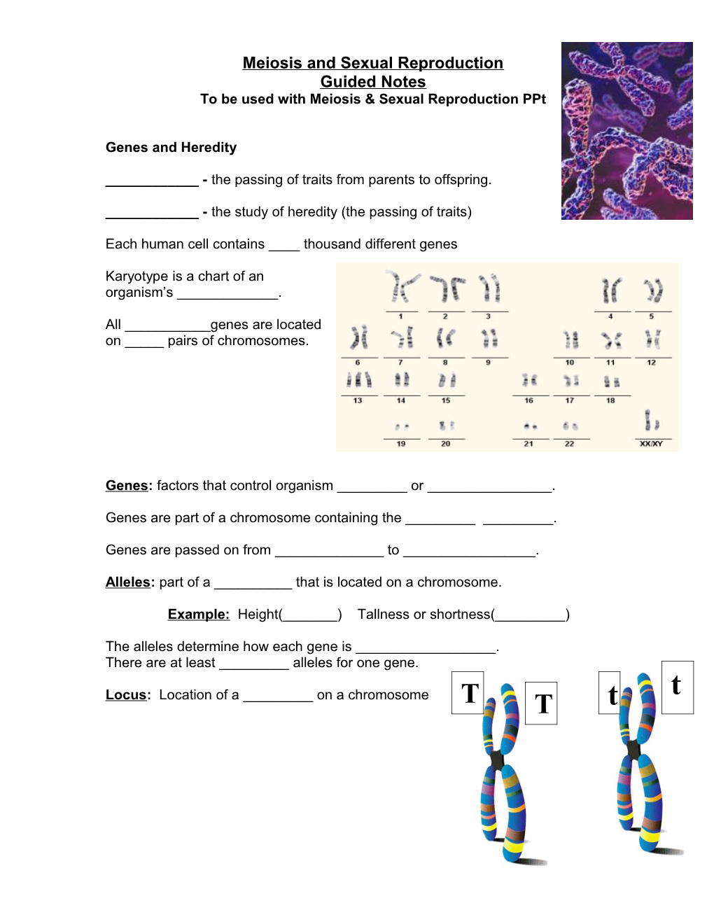 Meiosis and Sexual Reproduction