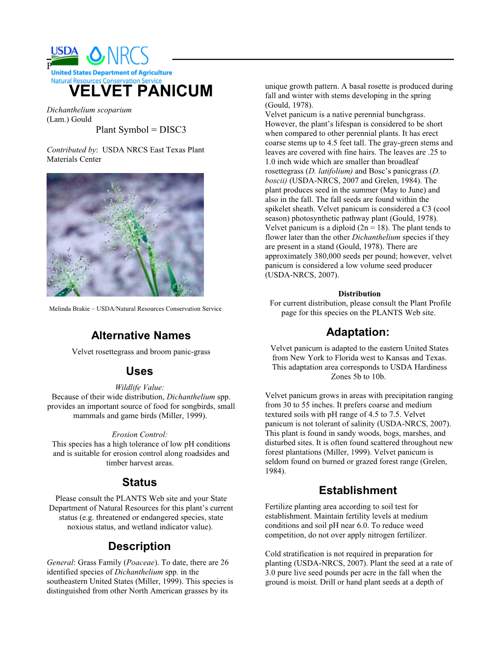 Velvet Panicum Plant Guide