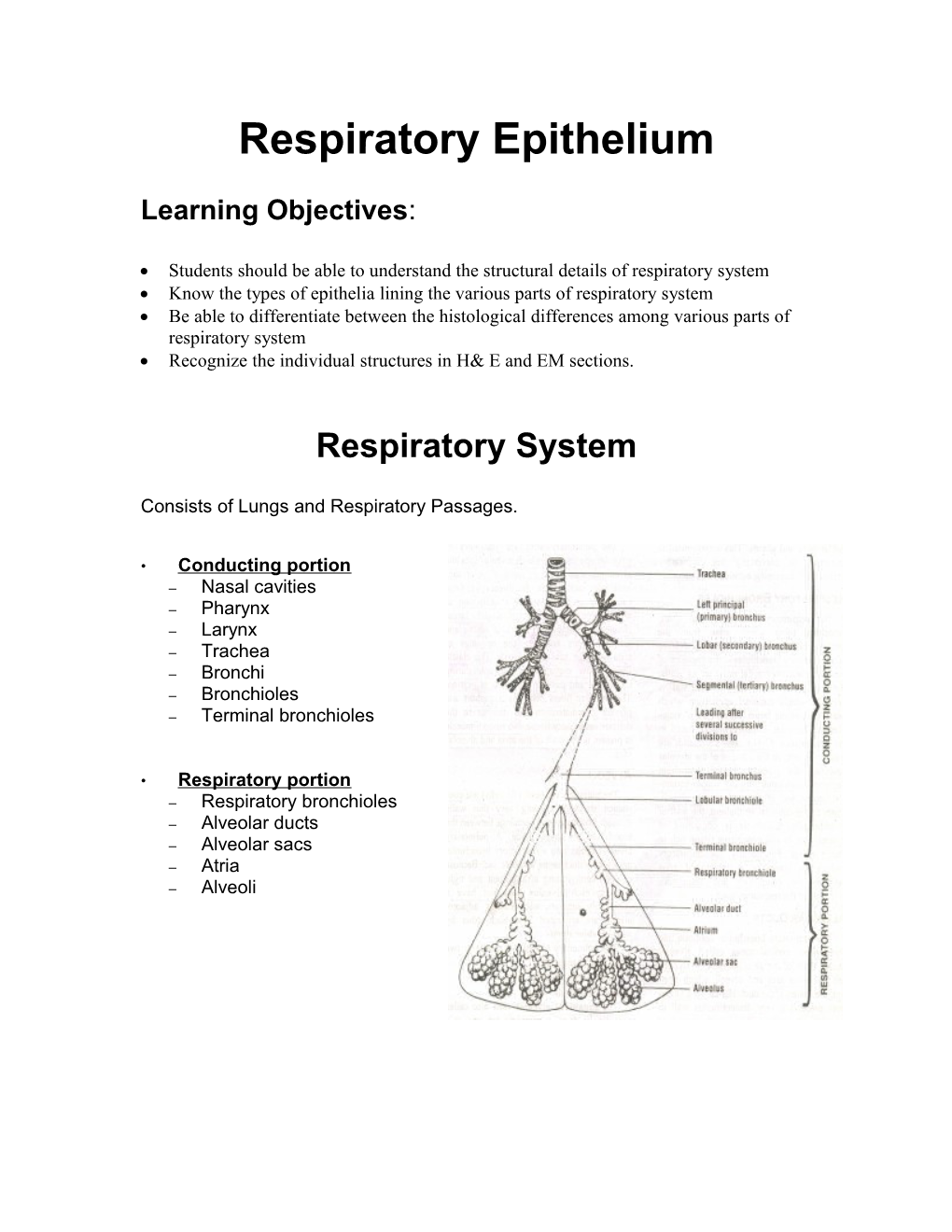 Respiratory Epithelium