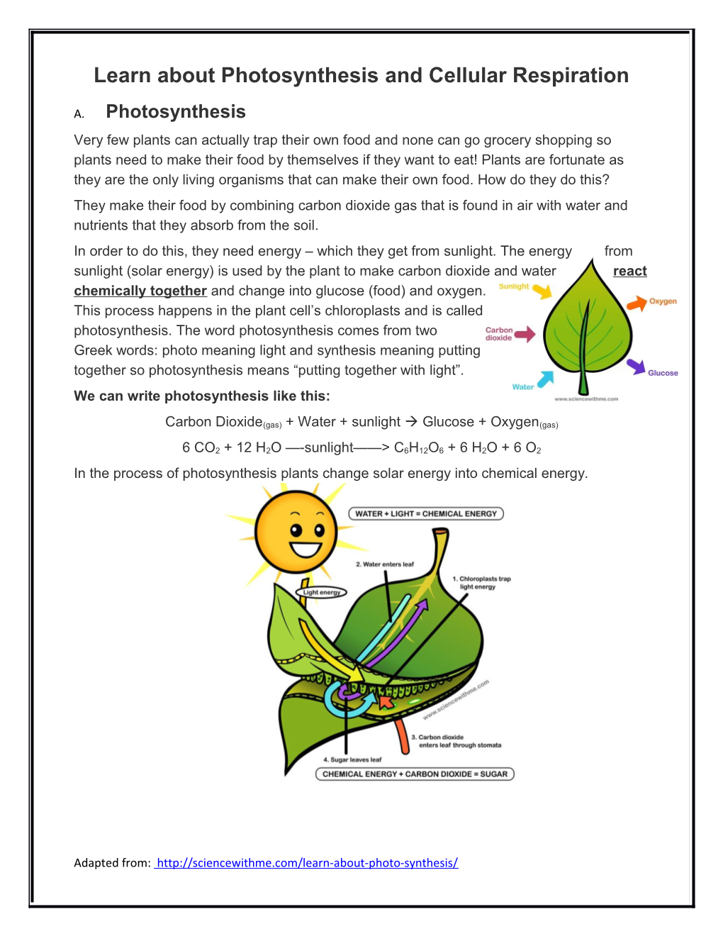 Learn About Photosynthesis and Cellular Respiration