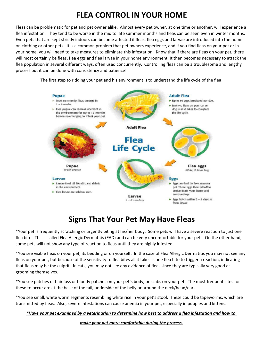 Flea Control in Your Home