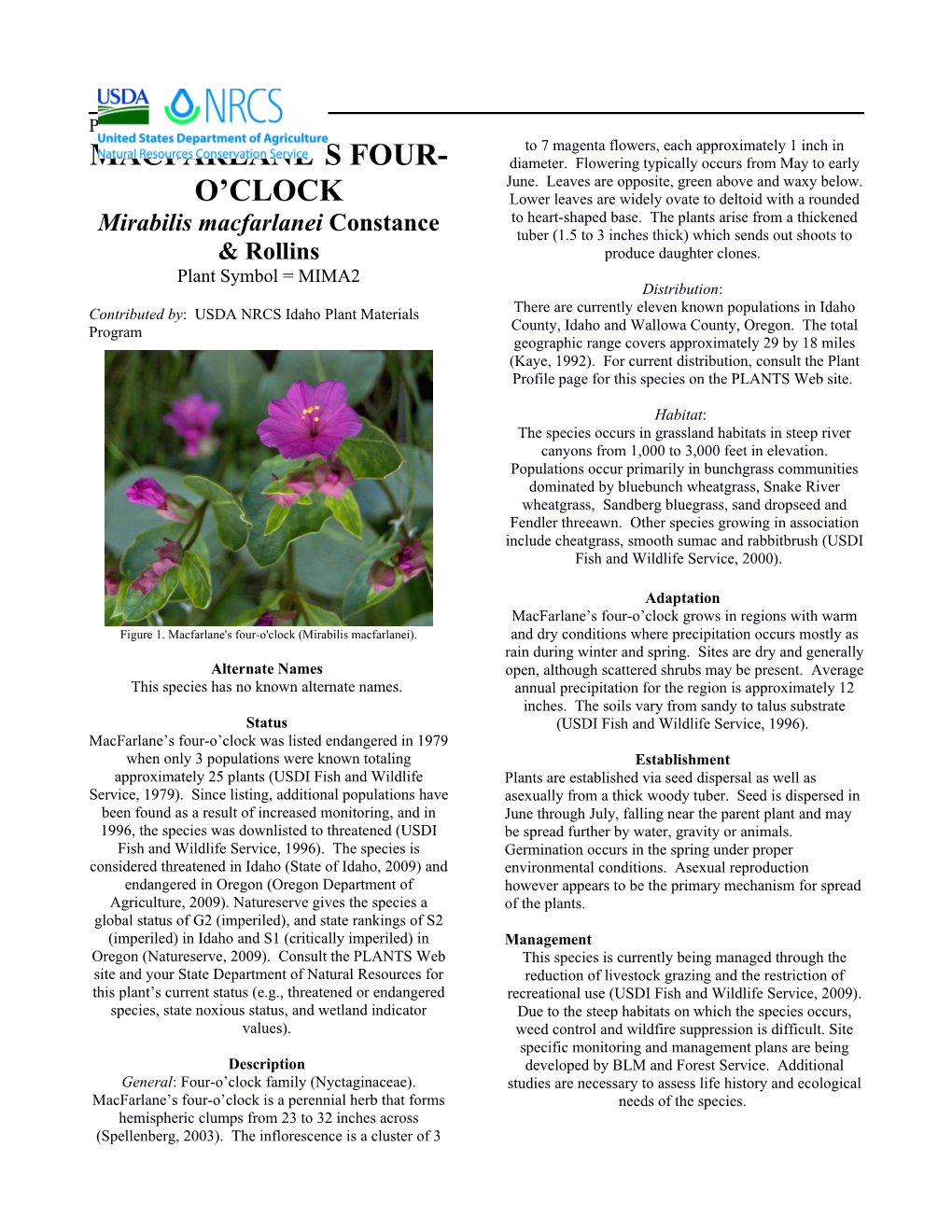 Macfarlane's Four-O'clock (Mirabilis Macfarlanei) Plant Guide