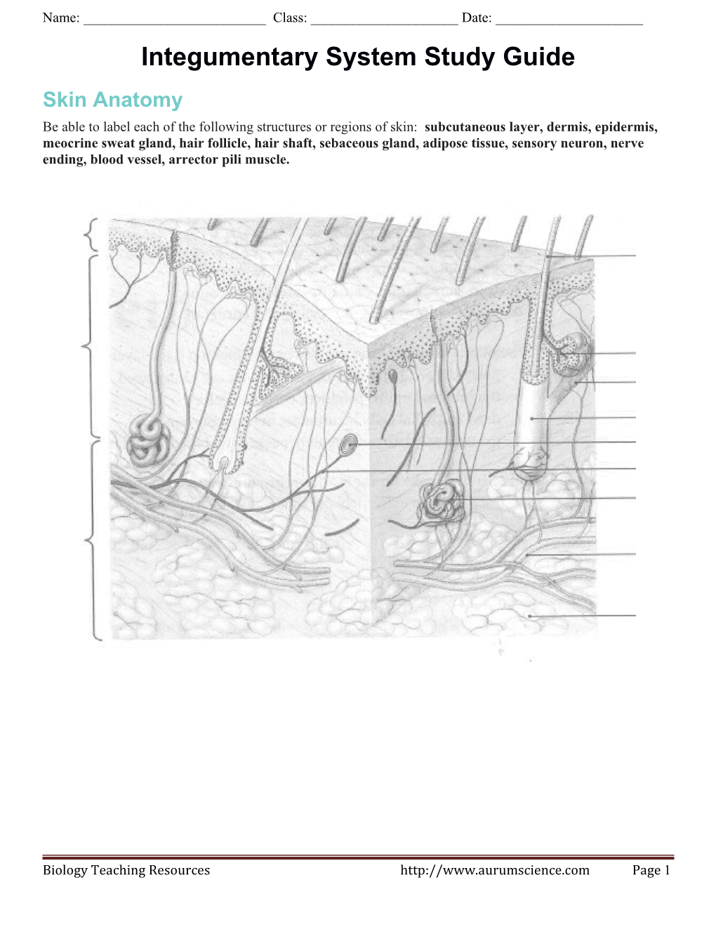 Integumentary System Study Guide