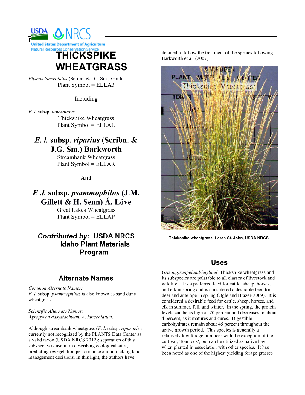 Plant Guide for Thickspike Wheatgrass (Elymus Lanceolatus)