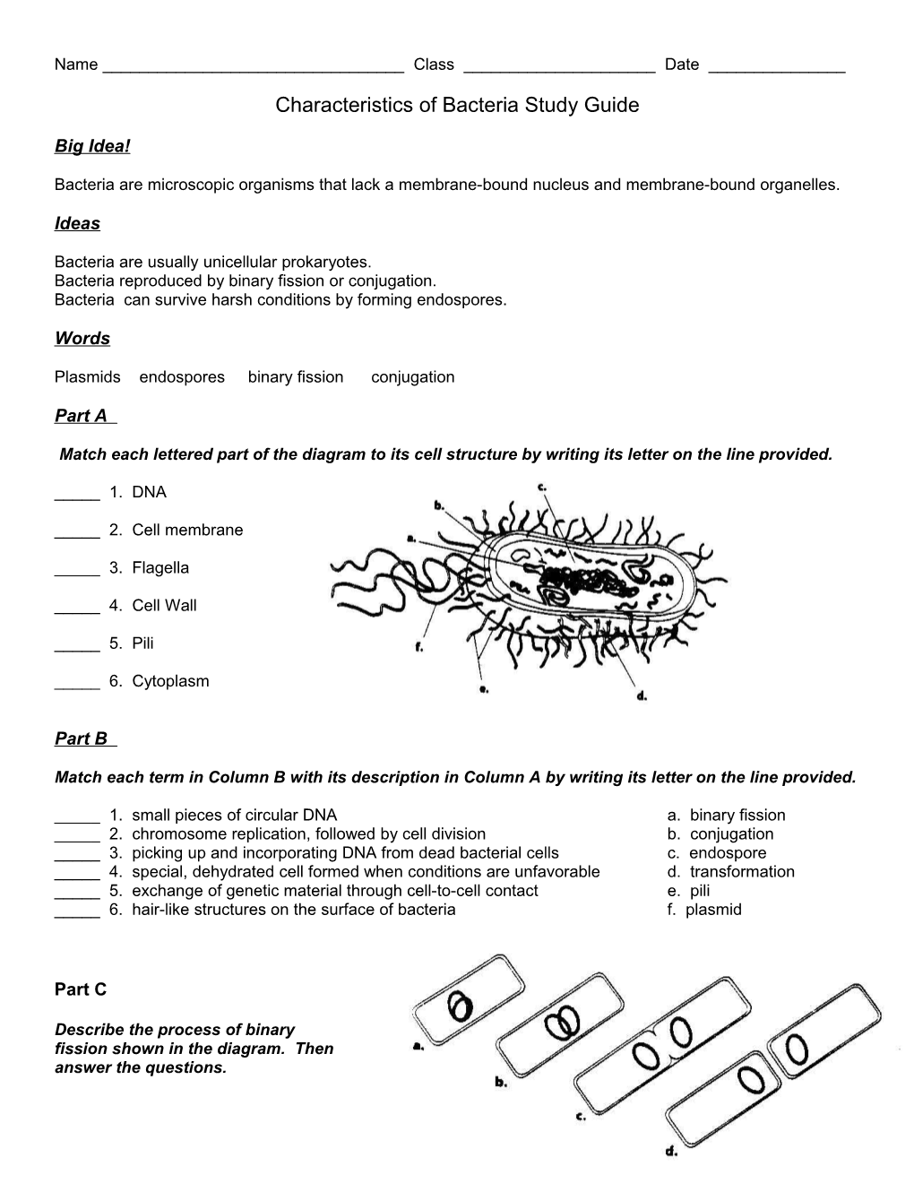 Characteristics of Bacteria Study Guide