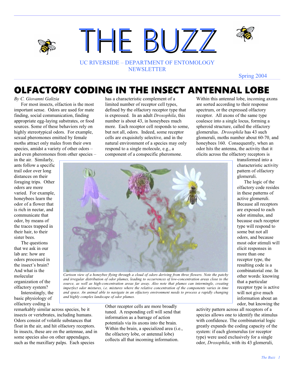 Olfactory Coding in the Insect Antennal Lobe