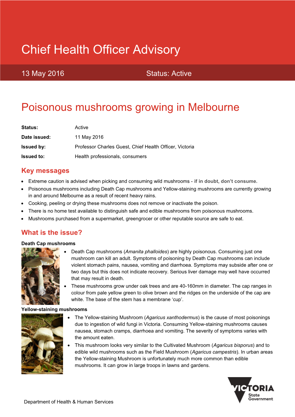 Poisonous Mushrooms Growing in Melbourne