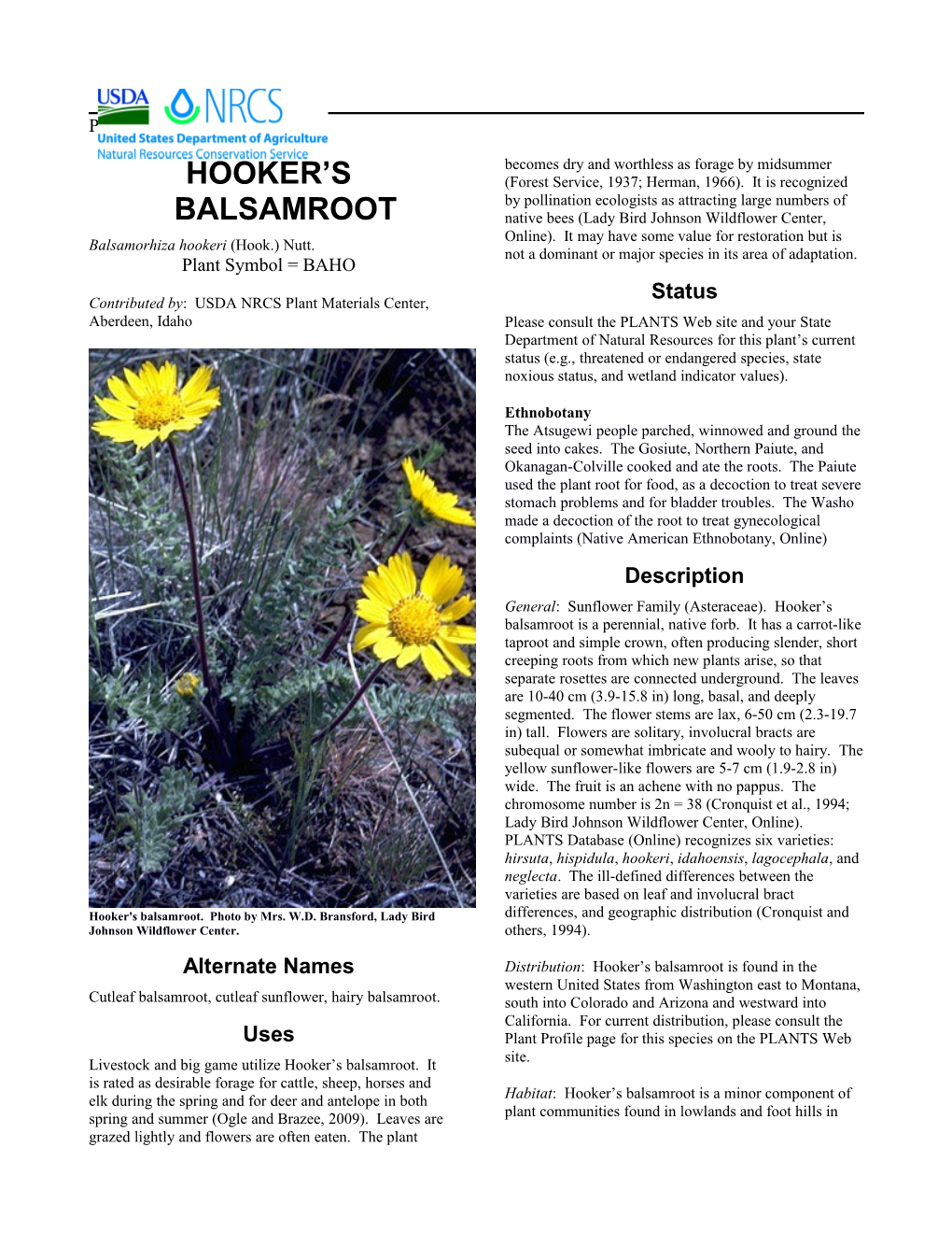 Plant Guide for Hooker's Balsamroot (Balsamorhiza Hookerii)