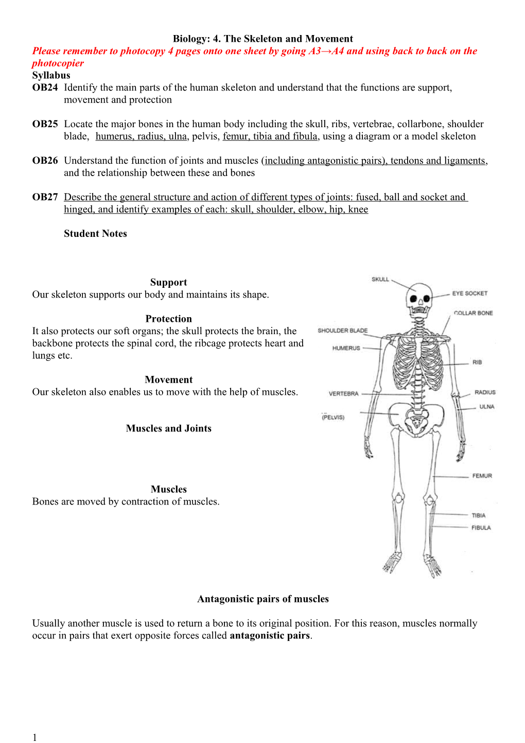 Biology: 4. the Skeleton and Movement