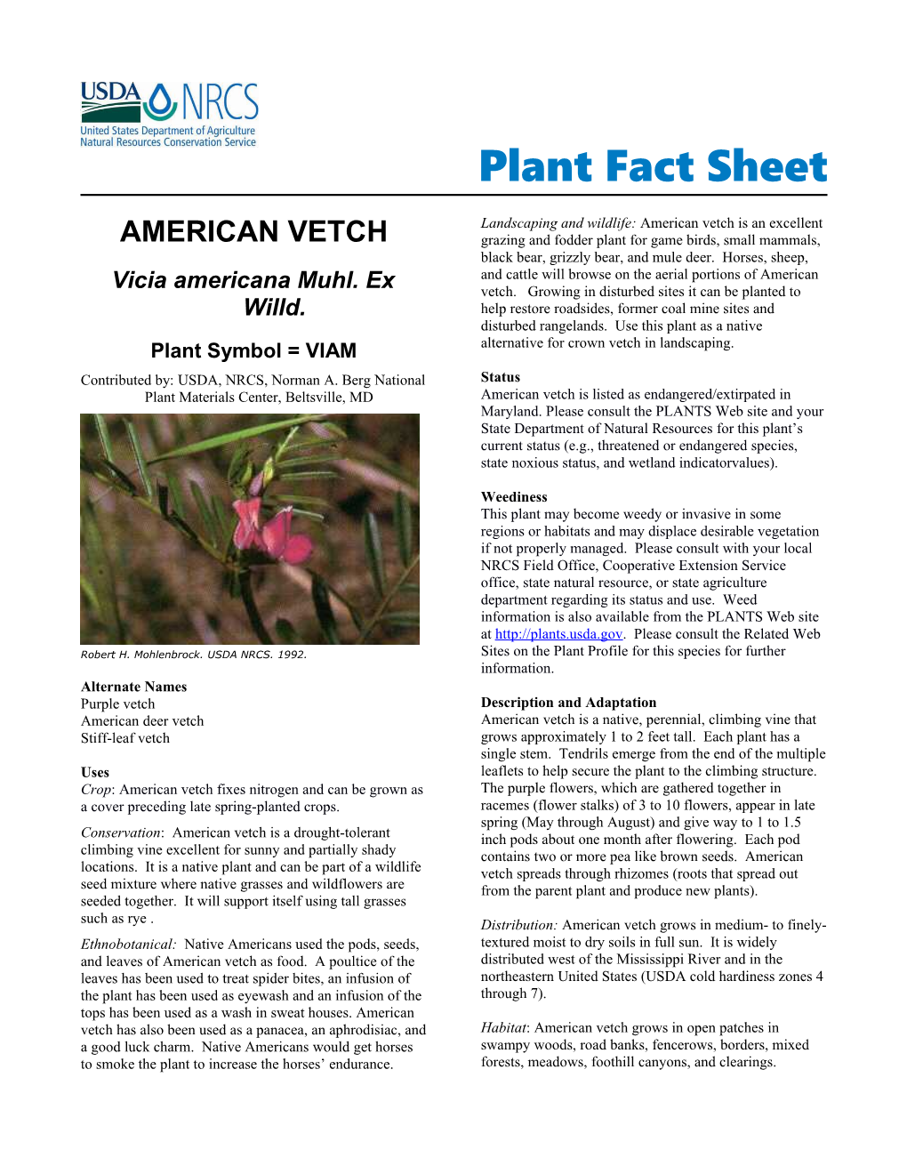 American Vetch Plant Fact Sheet