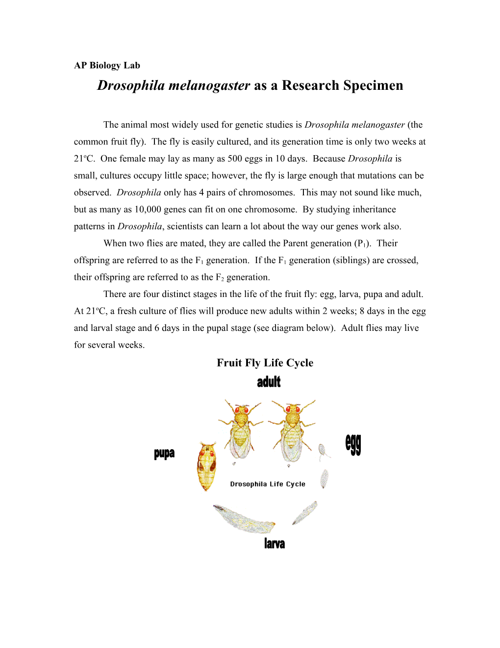 Drosophila Melanogaster As a Research Specimen